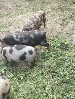 Purcei de rasa fara combinate crescuti 35 30 kg - imagine 4