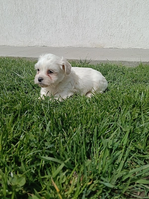 Bichon maltez băiat și fetita