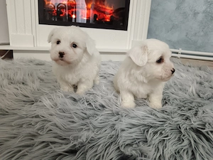 Bichon maltez  maltez