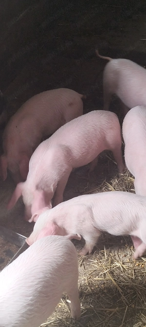 Purcei înțărcați