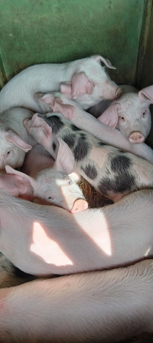 Purcei de 8 9 săptămâni 