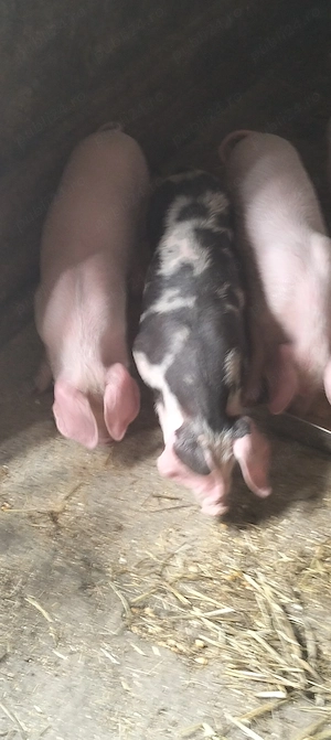 Purcei de 8 9 săptămâni  - imagine 4