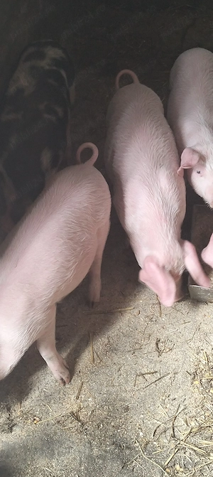 Purcei de 8 9 săptămâni  - imagine 3