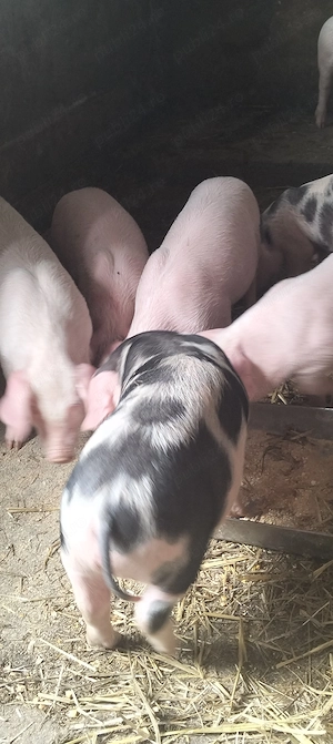 Purcei de 8 9 săptămâni  - imagine 2