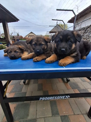 Ciobănesc German in Tg-Jiu - imagine 3