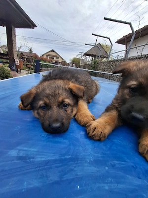 Ciobănesc German in Tg-Jiu - imagine 4