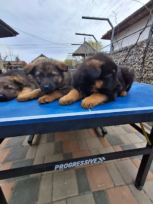 Ciobănesc German in Tg-Jiu - imagine 5