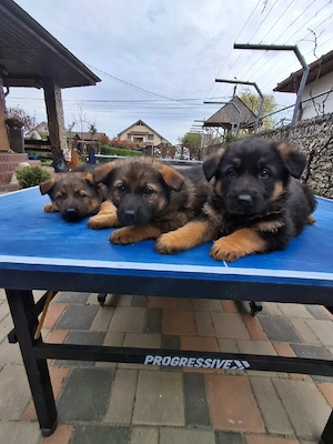 Ciobănesc German in Tg-Jiu - imagine 2