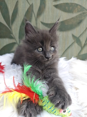 Pui pisica rasa  Maine Coon - imagine 4
