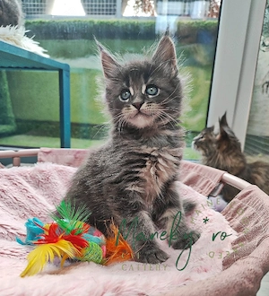 Pui pisica rasa  Maine Coon - imagine 3