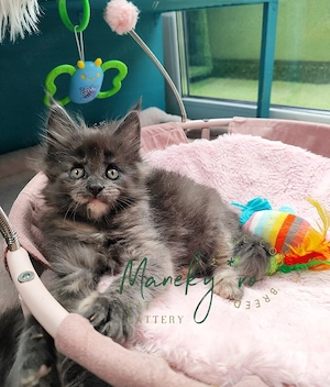 Pui pisica rasa  Maine Coon - imagine 2