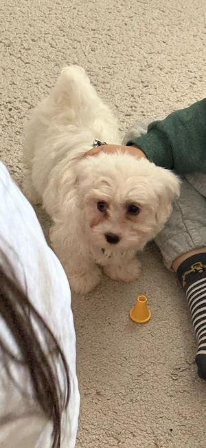 Bichon malteze, pui de două luni