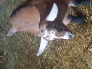 Vand iezi alpini de 2 luni - imagine 2