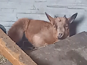 Vand iezi alpini de 2 luni - imagine 3