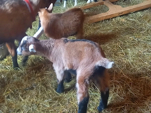 Vand iezi alpini de 2 luni - imagine 4