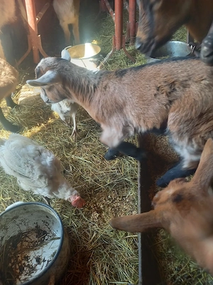 Vand iezi alpini de 2 luni