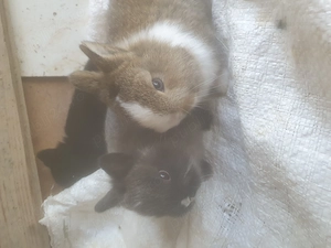 Vând iepuraşi pitici  - imagine 2