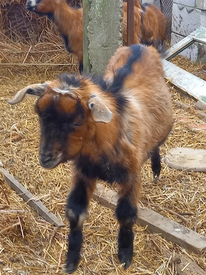 Vad iedut alpin francez 4 luni