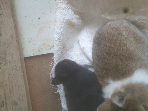 Vând iepuraşi pitici 