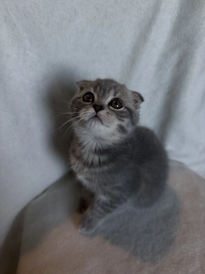 Pisicuțe Scottish Fold - imagine 4