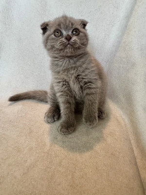 Pisicuțe Scottish Fold - imagine 2
