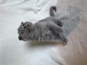 Pisicuțe Scottish Fold - imagine 3