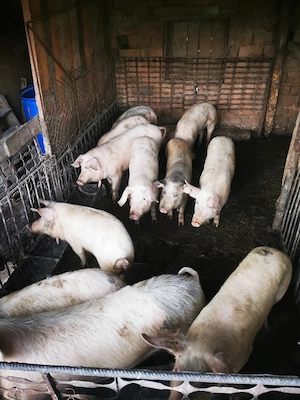 Soldani între 45 60 kg 