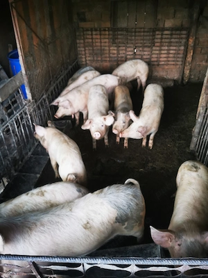 Soldani între 45 60 kg  - imagine 2