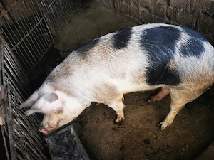 Porc de tăiat 130 kg  - imagine 2