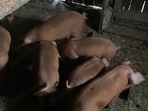 Vand purcei de 7 saptamani foarte mancaciosi 