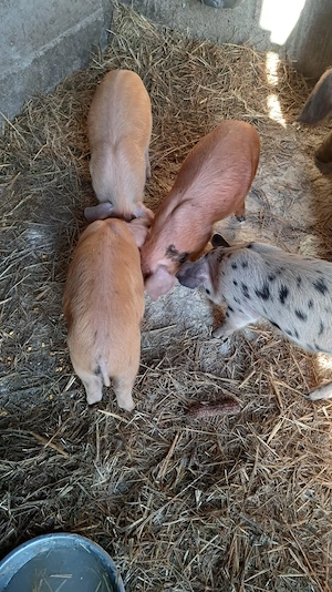 vand purcei - imagine 2