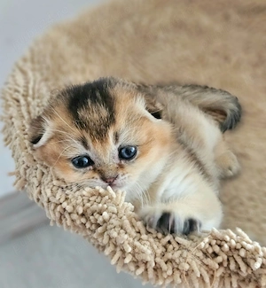 Scottish fold cu pedigree