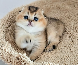 Scottish fold cu pedigree - imagine 2