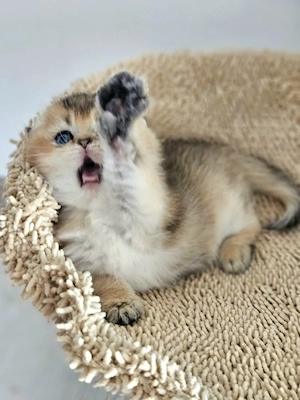 Scottish fold cu pedigree - imagine 4