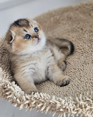 Scottish fold cu pedigree - imagine 3