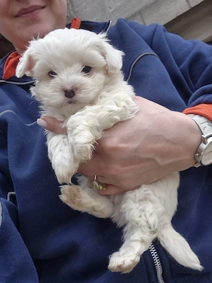 vand pui bichon maltez  - imagine 4