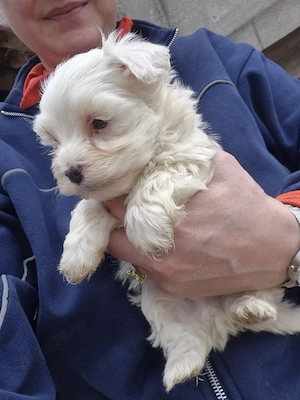 vand pui bichon maltez  - imagine 5
