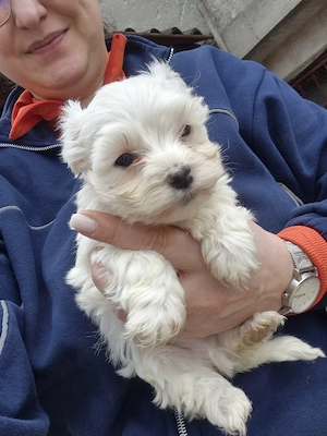 vand pui bichon maltez  - imagine 2