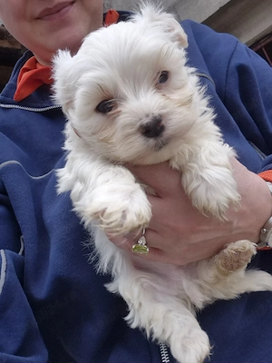 vand pui bichon maltez  - imagine 3