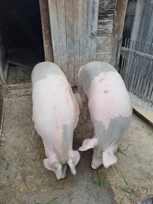 Vand porci - imagine 2