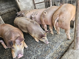 Purcei Pietrain x Duroc American - imagine 3