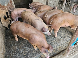 Porci Pietrain x Duroc