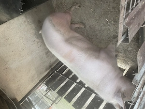 Purcea 300 kg 4500 lei - imagine 2