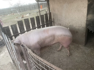 Purcea 300 kg 4500 lei