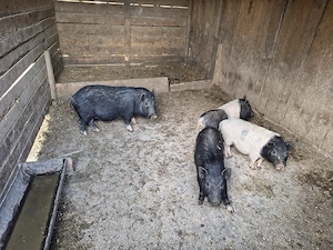 Soldani vietnamezi - imagine 2