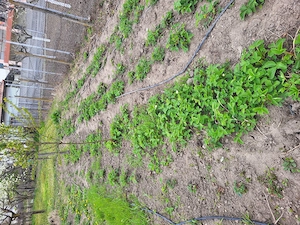 Casa de vânzare , Sat Dumitresti 5 km pana în Drăgasani - imagine 5