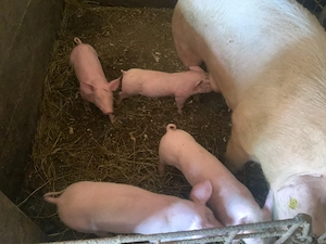 Vand purcei 8 saptamani pietrain 