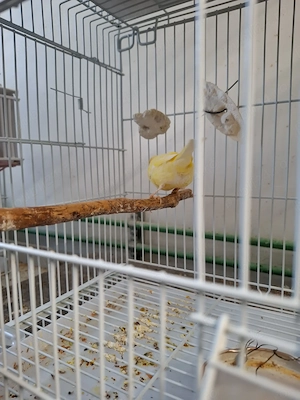 Canari  cantec ,timbrabo - imagine 5