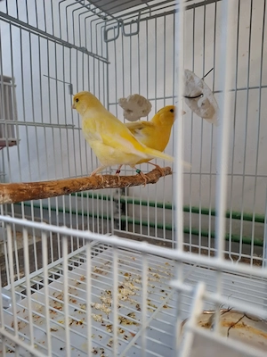 Canari  cantec , porumbei satinati 