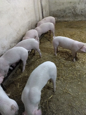 vand purcei landras  - imagine 2